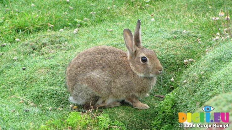 SX08832 Wild rabit on Trevelgue Head - Porth